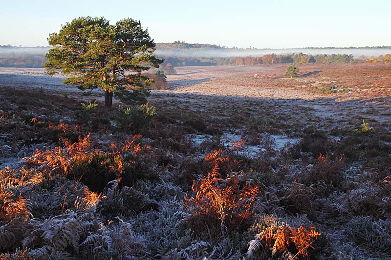 C01D2936 Bratley Wood from Mogshade Hill Copyright Mike Read.jpg - View from Mogshade Hill with Bratley Wood beyond